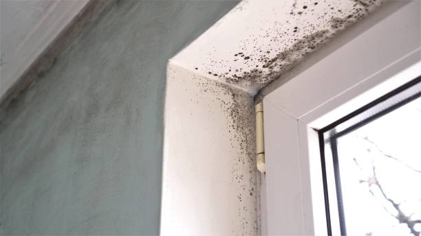 Best Post-Flood Mold Remediation in Collierville, CA