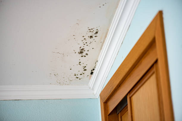 Best Kitchen Mold Remediation in Collierville, CA