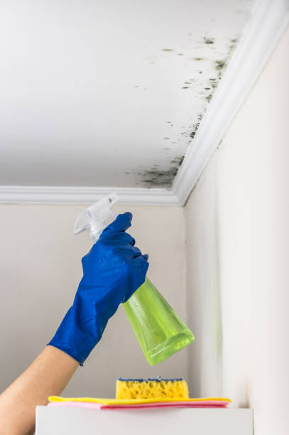 Best Industrial Mold Remediation in Collierville, CA